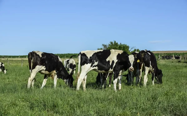 Arjantin kırsalında sığırlar, La Pampa Eyaleti, Arjantin.
