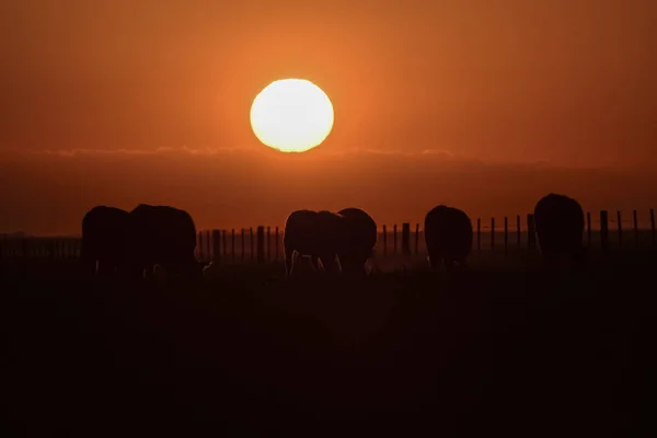 Kor Som Betar Vid Solnedgången Patagonien Argentina — Stockfoto