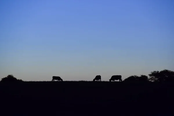 Коровы Пасутся Закате Патагония Аргентина — стоковое фото
