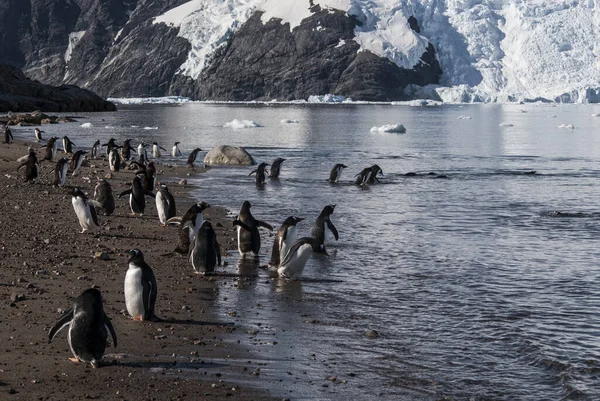 Gentoo Pingviini Etelämantereen Rannalla Nekon Satama Etelämantereen Niemimaa — kuvapankkivalokuva