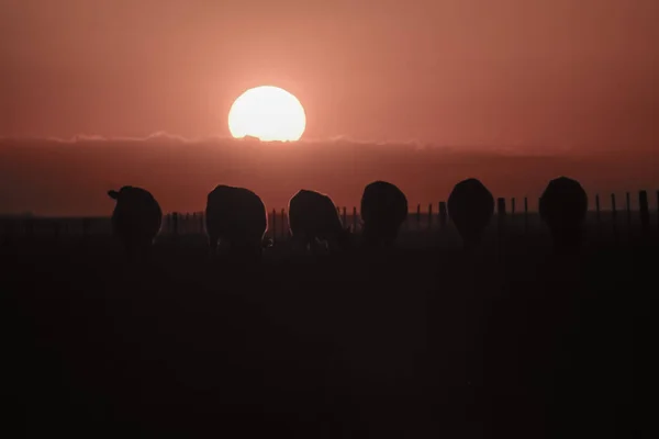 Силуэты Коров Пампа Патагония Аргентина — стоковое фото