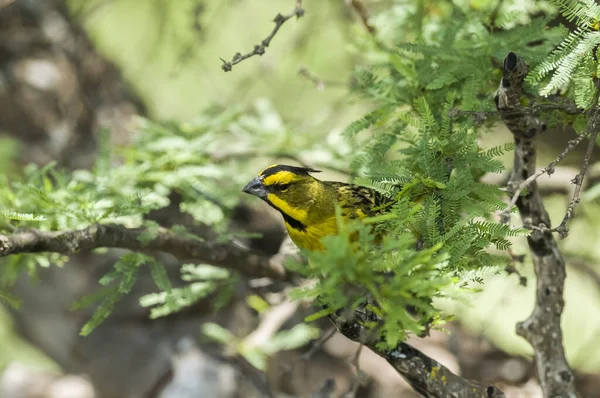 Yellow Cardinal Gubernatrix Cristata Espécies Ameaçadas Extinção — Fotografia de Stock