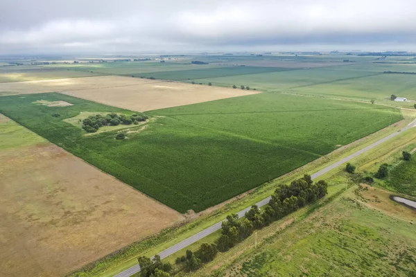 Mısır ekimi, Buenos Aires Eyaleti, Arjantin.