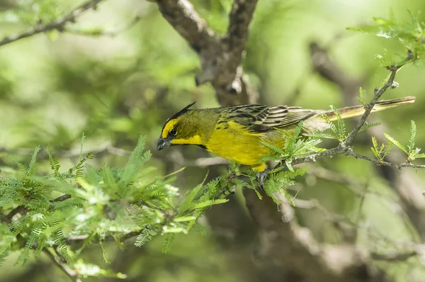 黄色の枢機卿グベルナトリクス クリスタータ絶滅危惧種 — ストック写真