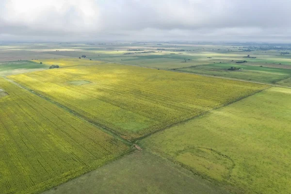 Ayçiçeği ekimi, Buenos Aires Eyaleti, Arjantin.