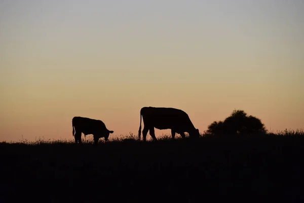 Koeien Silhouetten Grazen Pampa Patagonië Argentinië — Stockfoto
