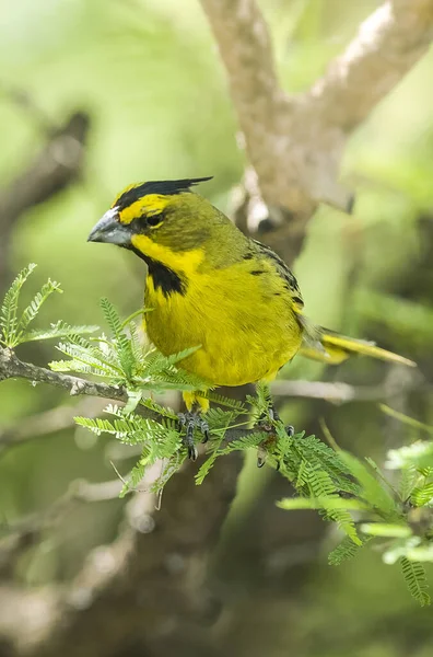 Yellow Cardinal Gubernatrix Cristata Espécies Ameaçadas Extinção — Fotografia de Stock