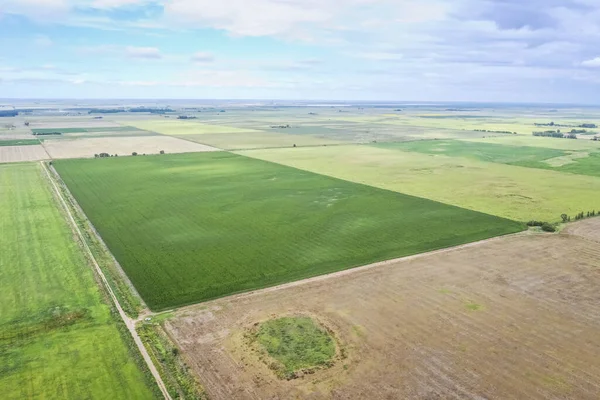 Mısır ekimi, Buenos Aires Eyaleti, Arjantin.