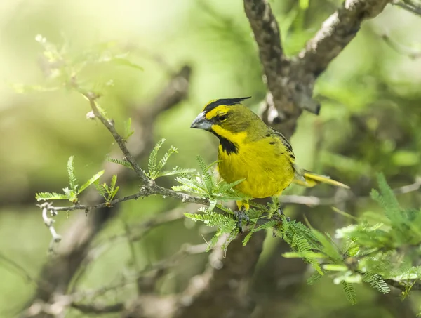 Yellow Cardinal Gubernatrix Cristata Endangered Species Pampa Argentina — стокове фото