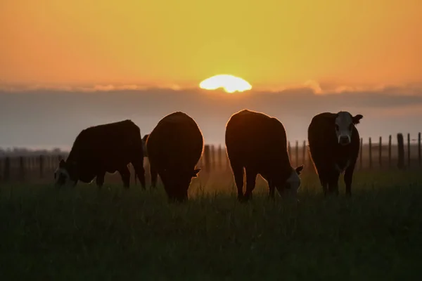 Siluetas Vacas Pastando Pampa Patagonia Argentina — Foto de Stock