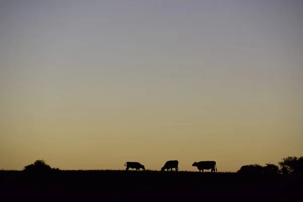 Silhouette Mucche Pascolo Pampa Patagonia Argentina — Foto Stock