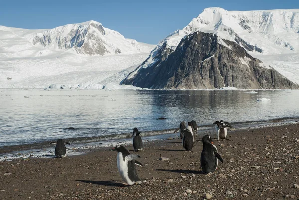 Χιονισμένα Βουνά Στον Κόλπο Paraiso Antartica — Φωτογραφία Αρχείου