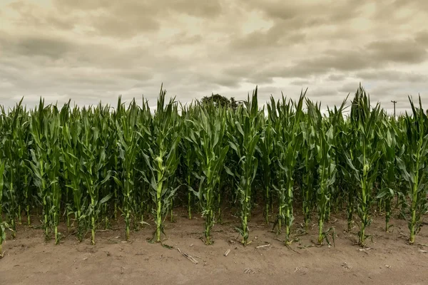 Buenos Aires Eyaleti 'ndeki Cornfield, Arjantin