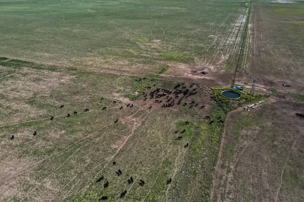 Cattle Argentine Countryside Pampa Province Argentina — Stock Photo, Image