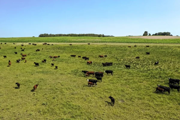 Szarvasmarha Argentínában Pampa Tartomány Argentína — Stock Fotó