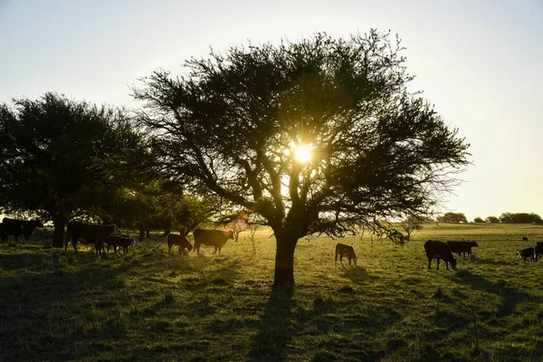 Bovino Campo Argentino Provincia Pampa Argentina —  Fotos de Stock