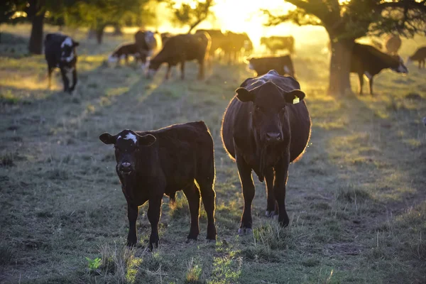 Bovins Dans Campagne Argentine Province Pampa Argentine — Photo