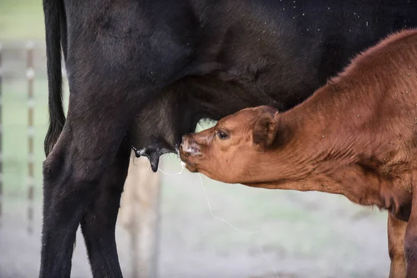 Runderen Kalveren Zuigend Argentijnse Platteland Pampa — Stockfoto