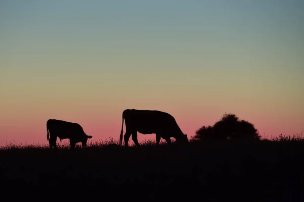 Siluetas Vacas Pastando Pampa Patagonia Argentina — Foto de Stock