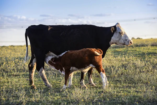 Sığır ve buzağı emiyor, Arjantin kırsalında, La Pampa Pro