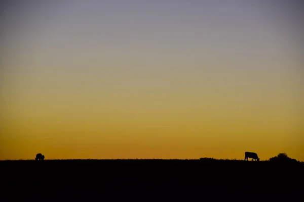 Siluetas Vacas Pastando Pampa Patagonia Argentina — Foto de Stock