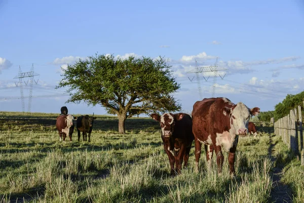 Bovinos Bezerros Zona Rural Argentina Província Pampa — Fotografia de Stock