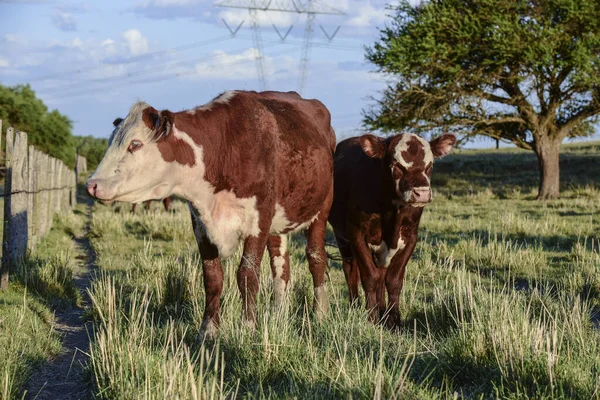 Ganado Ternero Campiña Argentina Provincia Pampa —  Fotos de Stock