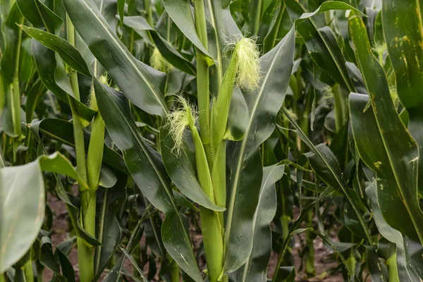 La Pampa Eyaleti, Arjantin 'deki Cornfield 