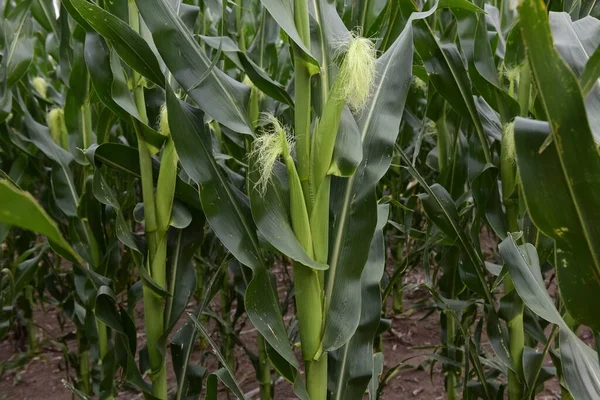 La Pampa Eyaleti, Arjantin 'deki Cornfield 