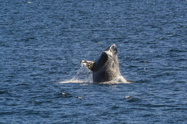 Chování Velryb Při Skákání Poloostrově Valdes Patagonia Argentina — Stock fotografie