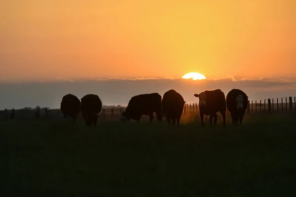 Siluetas Vacas Pastando Pampa Patagonia Argentina — Foto de Stock