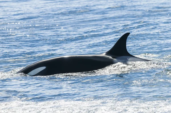 Späckhuggare Attackerar Sjölejon Patagonien Argentina — Stockfoto