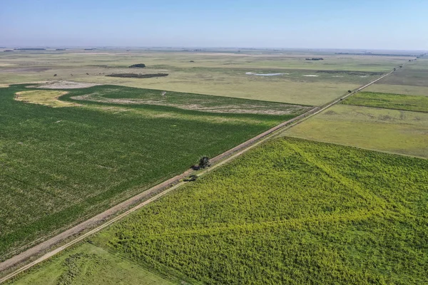Mısır ekimi, Buenos Aires Eyaleti, Arjantin.