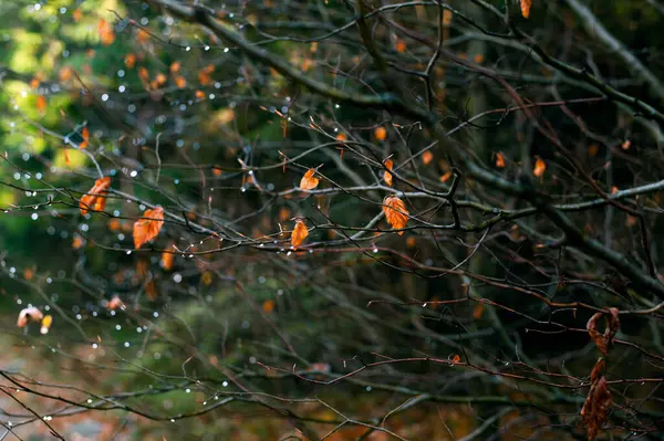 Foresta autunnale, ramo con vecchie foglie brune e gocce d'acqua . — Foto Stock