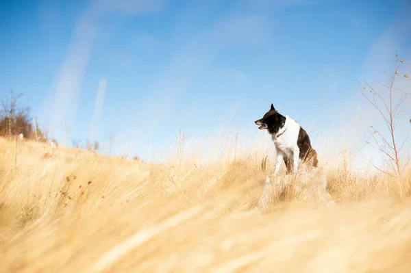 Hund sitzt auf Baumstumpf in gelbem hohen Gras. schwarz-weißer Border Collie. — Stockfoto