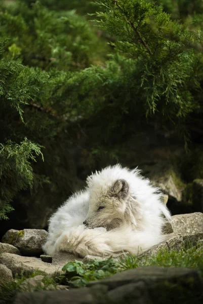 Polar Fox Sleeping on the Stones under the Bush - Λευκή και πράσινη εικόνα — Φωτογραφία Αρχείου