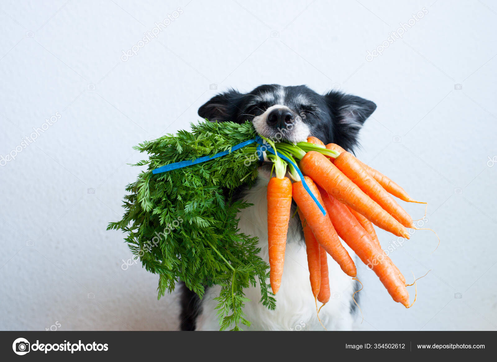 Can Maltese Eat Carrots