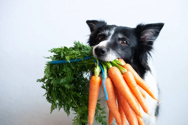 Hund Mit Einem Bündel Karotten Mund Niedlicher Schwarz Weißer Border — Stockfoto