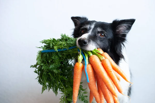 Hund Med Morötter Munnen Söt Svart Och Vit Gräns Collie — Stockfoto