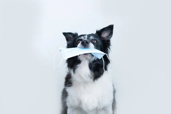 Pes Drží Puse Chirurgickou Masku Černobílý Okraj Kolie — Stock fotografie