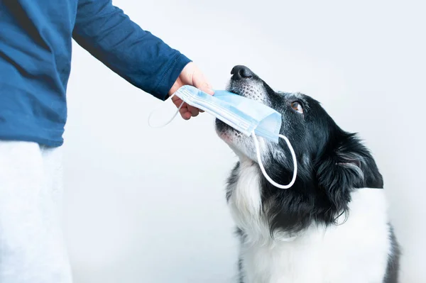 Hund Ger Kirurgisk Mask Till Sin Ägare Smart Gammal Gräns — Stockfoto