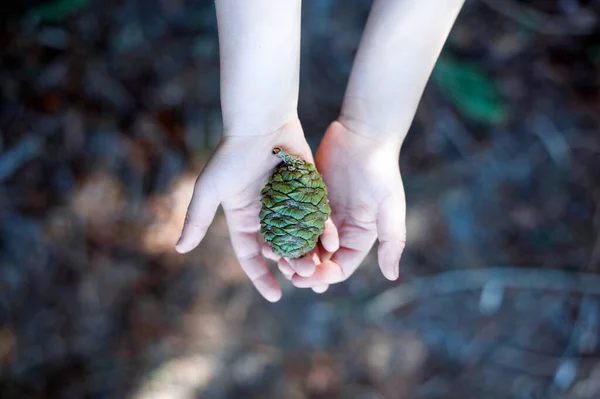 Unrecognizable Child Holding Green Cone Redwood Palms — Stock Photo, Image