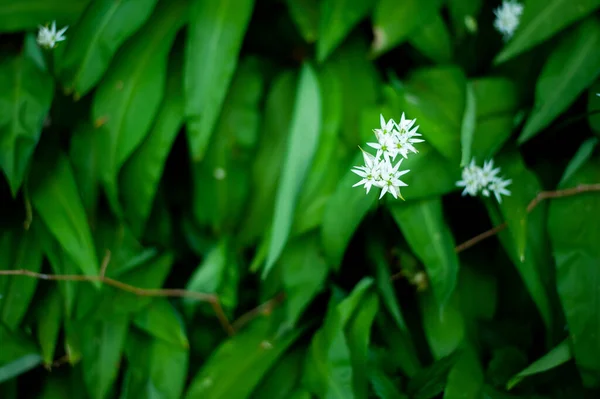 Primavera Bosque Europeo Allium Ursinum Conocido Ajo Silvestre Ramsons Buckrams —  Fotos de Stock