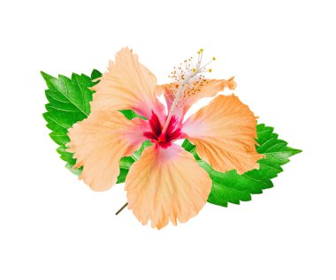 Beyaz arkaplanda izole edilmiş Hibiscus çiçeği.