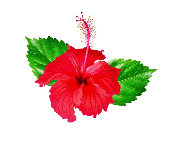 Flor de hibisco rojo aislada sobre fondo blanco. —  Fotos de Stock