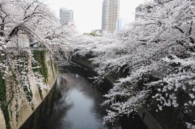 Tokyo, Japonya-27 / 03 / 2018: Kiraz çiçeği veya Sakura To Kanalı 'nda