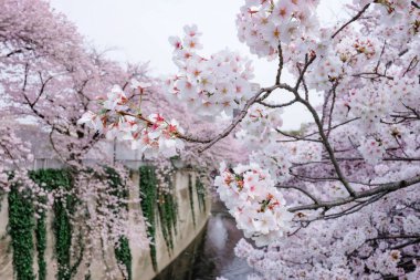 Tokyo, Japonya 'da kiraz çiçeği ya da Sakura.