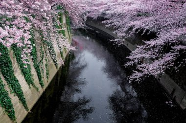 Tokyo, Japonya 'daki Kanal' da kiraz çiçeği ya da Sakura.