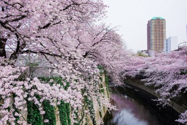Tokyo, Japonya-27 / 03 / 2018: Kiraz çiçeği veya Sakura To Kanalı 'nda
