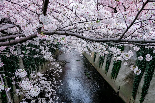 東京都の運河に咲く桜. — ストック写真